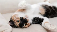 Prečo mačka ukazuje brucho: zoológovia rozlúštili všetky signály domáceho miláčika