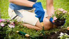 Ktoré rastliny nesadiť vedľa seba: záhradkár uviedol pravidlá susedstva plodín