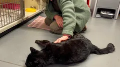 Zmizol na 12 rokov a vrátil sa – kocúr spoznal svoju majiteľku už v prvých sekundách