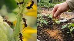 Mravce po pozemku pochodovali v zástupoch, až kým som nerozsypal toto korenie – zmizli