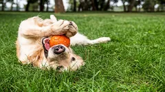 Hračky, ktoré zachraňujú: ako jedna vec úplne zmení správanie psa