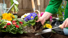 Aké kvety možno v apríli vysiať priamo do záhona: jednoduchý zoznam bez námahy