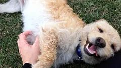 Prečo si psy pýtajú pohladenie brucha: nejde len o potešenie