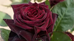 Tieto ruže ozdobia každú záhradu: 5 najkrajších a nenáročných odrôd