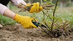 Nemusia zakvitnúť: Záhradkári pomenovali rastliny, ktoré sa na jar nesmú strihať
