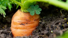 Vyklíči za každého počasia – najlepšie termíny na jarný výsev mrkvy