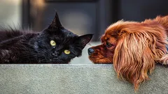 Mačka alebo pes: zoológ prezradil, ktoré zviera si vyžaduje menej starostlivosti