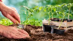 Prečo sa priesady náhle prestali vyvíjať: signál, ktorý nemožno ignorovať