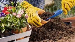 Susedia budú presvedčení, že je to drahé: kvety, ktoré vytvárajú dojem elitnej záhrady