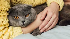 Prečo si mačka okamžite sadne na vaše kreslo, len čo vstanete: zoológ odhalil dôvod