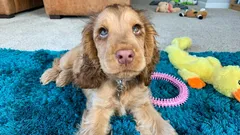 Tieto psy budú vždy verné a láskavé: zoológ pomenoval päť jedinečných plemien