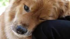 Gest zdedený po divokých predkoch: Prečo si pes kladie hlavu na svojho majiteľa?