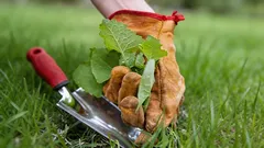 Záhrada ohrozená burinou: na jar pozemok ovládnu najnebezpečnejšie rastliny