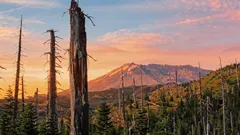 Vulkanom spálená zem ožila po experimente: rastie tam viac ako 40-tisíc rastlín