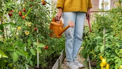 Prečo je prievan v skleníku užitočný a ako ho správne zabezpečiť: rady pre záhradkárov