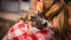 Tajomstvo psej lásky: Ako si pes v domácnosti vyberá svojho pána