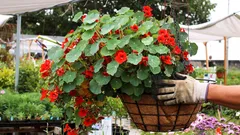 Jeden výsev namiesto desiatok postrekov: tento kvet funguje ako armáda proti škodcom