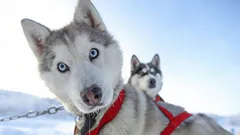 Neobyčajná krása: 3 plemená psov, do ktorých sa zamilujete na prvý pohľad