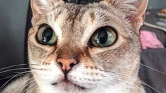 Nežné, no nepredvídateľné – plemená mačiek s najvýraznejšou povahou