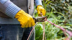 Jedna chyba a konáre začnú hniť: záhradkár prezradil hlavné pravidlá rezu stromov
