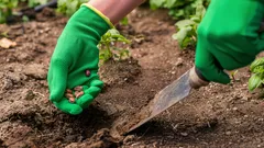 Apríl a máj v záhrade: záhradkár pomenoval plodiny, ktoré už treba sadiť