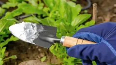 Obyčajná jedlá sóda proti škodcom: rýchly a lacný spôsob, ako ochrániť úrodu