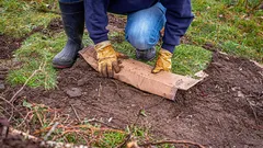 Nie odpad, ale cenný zdroj: záhradkár sa podelil o užitočné spôsoby, ako využiť kartón v záhrade