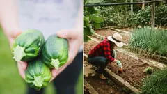 Takéto „susedstvo“ zničí cukety za jednu sezónu: záhradkár prezradil, čo nesadiť vedľa nich