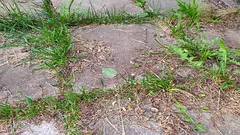 Burina okolo domu zmizne navždy: záhradkár prezradil, čím ju poliať