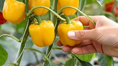 Papriky budú rodiť celé vedrá – tajomstvá presádzania a prihnojovania