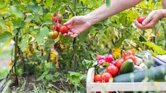 Záhradnícke tajomstvo: Ako často hnojiť zeleninovú záhradu pre bohatšiu úrodu