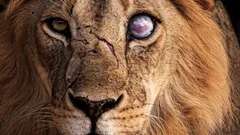 Lev nie je taký silný, ako sa zdá: 8 zvierat, ktorým sám neodolá