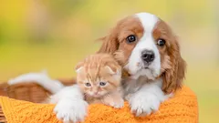 Týchto 5 plemien psov je prekvapivo pokojných v prítomnosti mačiek – no je tu jeden dôležitý detail