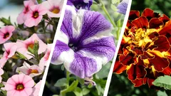 Tieto kvety budú kvitnúť až do konca leta: ktoré z nich je dôležité zasadiť práve teraz?