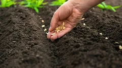 Čo zasadiť v apríli: 5 najodolnejších druhov zeleniny do premenlivého podnebia