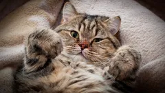 Máte radi mačky? Psychológia hovorí, že máte 5 veľmi zriedkavých osobnostných čŕt