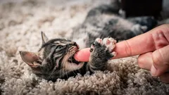 Mačiatko hryzie a škriabe? Takto ho jemne odnaučíte od tohto zlozvyku