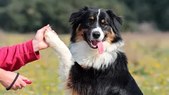 Od chaosu k disciplíne: ako premeniť výcvik na sviatok pre psa