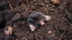 Priveďte do varu a vylejte do nory – krtkovia hneď utečú z pozemku