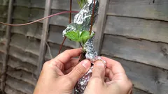 Udrží hliníková fólia škodcov ďalej od záhrady? Záhradkár má odpoveď