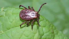 Kliešte utečú z vašej záhrady – záhradkár pomenoval rastliny, ktoré treba vysadiť