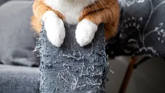 Jemnosti mačacej psychológie: Viete, prečo mačky škriabu tapety a nábytok?