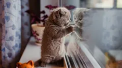 Ako dlho možno nechať mačku osamote? Zoológ dal jednoduchú odpoveď