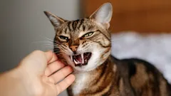 Mýtus o mačacej pomste: čo sa v skutočnosti skrýva za jej zlým správaním?