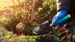 Najhoršia chyba záhradkára: 10 kríkov, ktoré nikdy nesmiete vysádzať pri dome