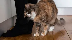 Prečo sa mačky rady obtierajú hlavou o svojich majiteľov: zoológ odhalil význam tohto gesta