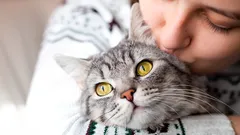 Viac než pohladenie: ako mačky v skutočnosti vnímajú naše bozky a objatia?