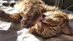 Lepšie ako ktorýkoľvek meteorológ: ako môžu mačky ľahko predpovedať počasie a prezradiť vám ho